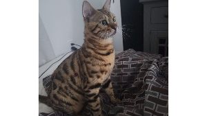 Lost Pet: Leon