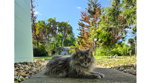 Lost Pet: Addy