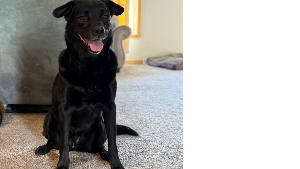 Lost Pet: Eivy