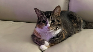 Lost Pet: Chiquis