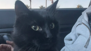Lost Pet: Rio