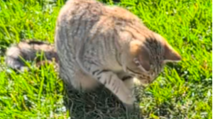 Lost Pet: Jameson