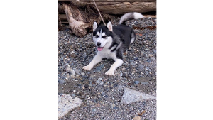 Lost Pet: Apollo