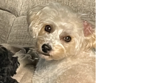 Lost Pet: Chloe