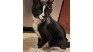 Lost Pet: Mittens Latona