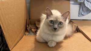 Lost Pet: Baby