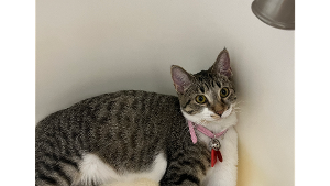 Lost Pet: Cleopatra