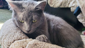 Lost Pet: Teddy