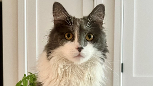 Lost Pet: 0445