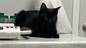 Lost Pet: Pearl