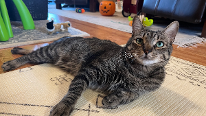 Lost Pet: Sergeant Pepper
