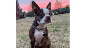 Lost Pet: Charlie Bean