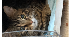 Lost Pet: Malachi