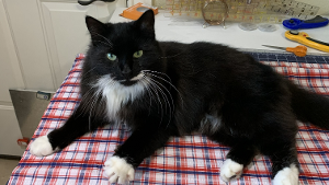 Lost Pet: Sammy