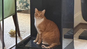 Lost Pet: Leo