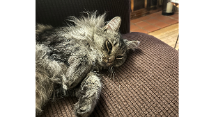 Lost Pet: cozmo