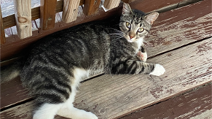 Lost Pet: Preciosa