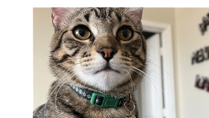 Lost Pet: Scottie