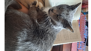 Lost Pet: Raiden