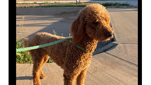 Lost Pet: Bonnie