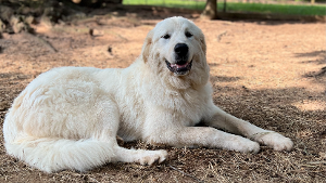 Lost Pet: Peaches