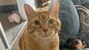 Lost Pet: Piper