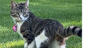 Lost Pet: Misty