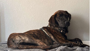 Lost Pet: Safety