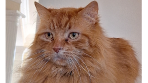 Lost Pet: Leo