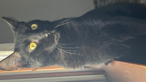Lost Pet: SAMBUCO