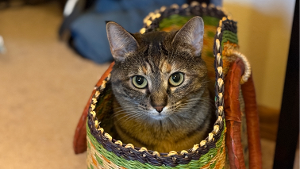 Lost Pet: *BEATRICE