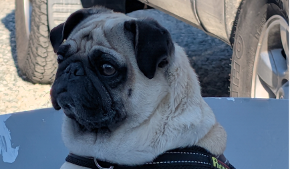 Lost Pet: Korita