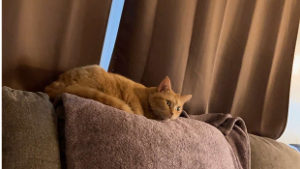 Lost Pet: Kiki