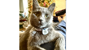 Lost Pet: Pickles