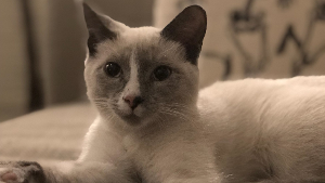 Lost Pet: Cookie