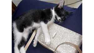 Lost Pet: Pier