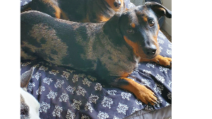 Lost Pet: Charlie
