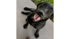 Lost Pet: Ralph