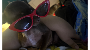 Lost Pet: Pulga