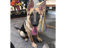 Lost Pet: Ares