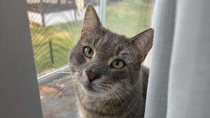 Lost Pet: Walter