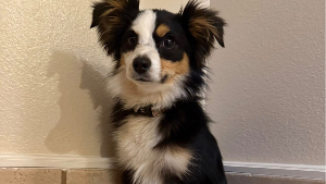 Lost Pet: Coors Luckie
