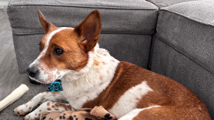 Lost Pet: Ginger