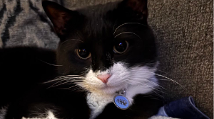 Lost Pet: Sage Lee