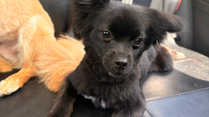 Lost Pet: Mochi