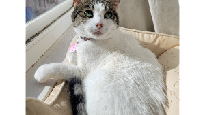 Lost Pet: Kora