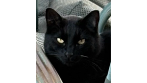 Lost Pet: LUCKY VALOR