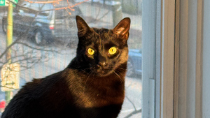 Lost Pet: LADY BIRD