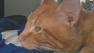 Lost Pet: Grant