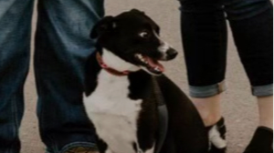 Lost Pet: Potato